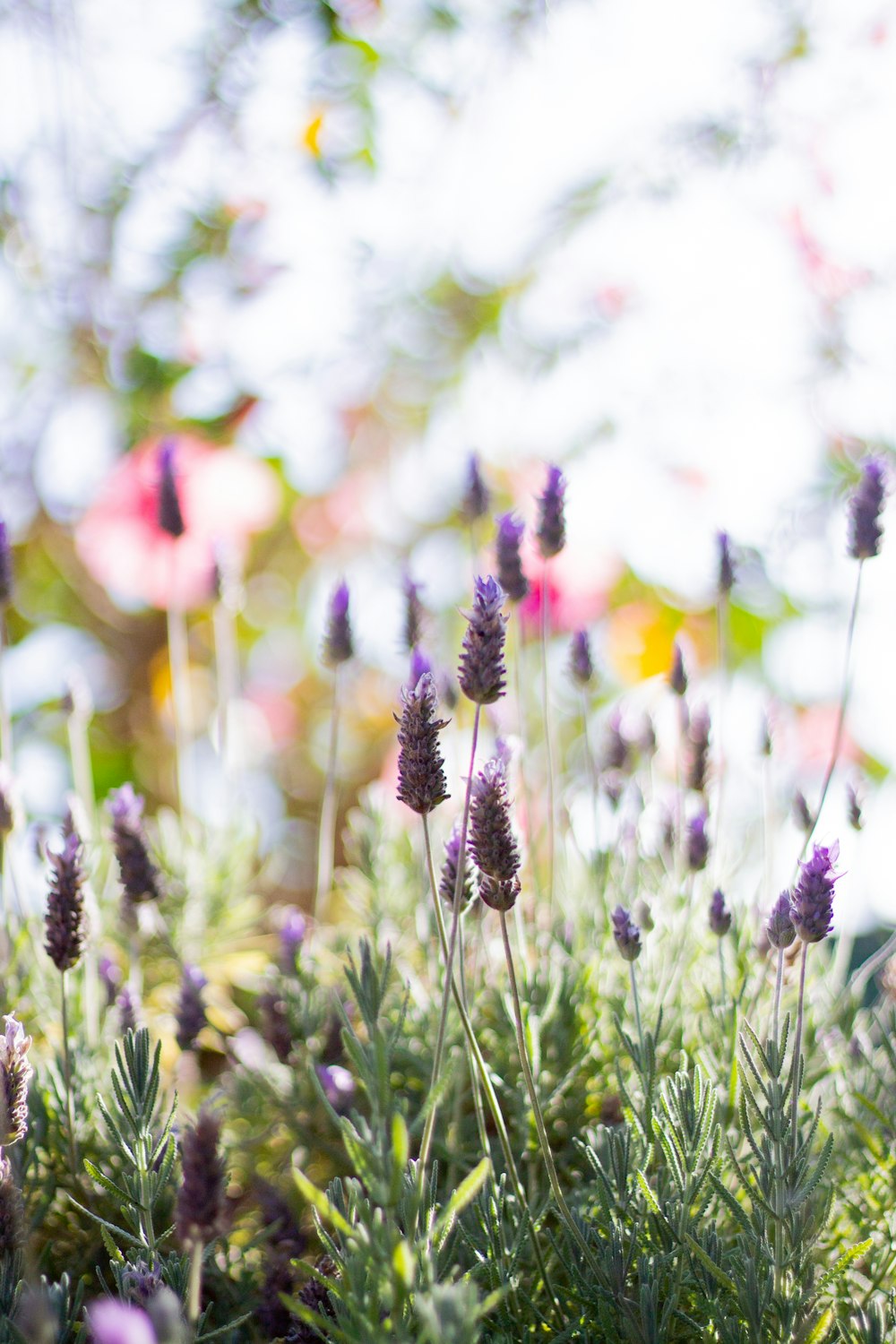 purple petaled flowers