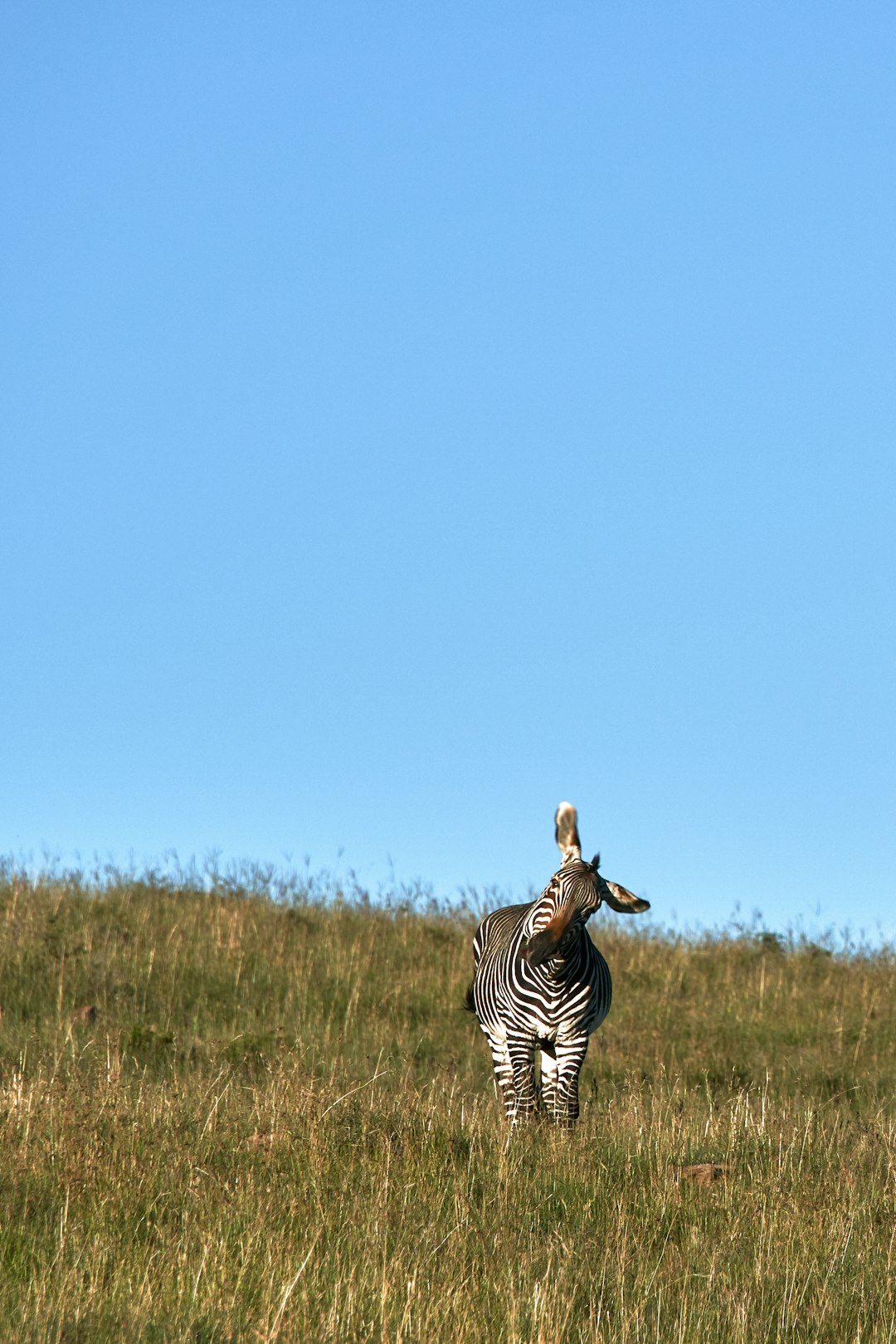 zebra on field