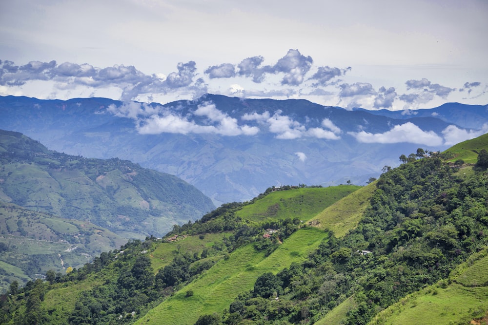 trees on mountains