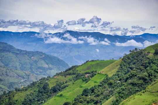 trees on mountains in Medellin Colombia