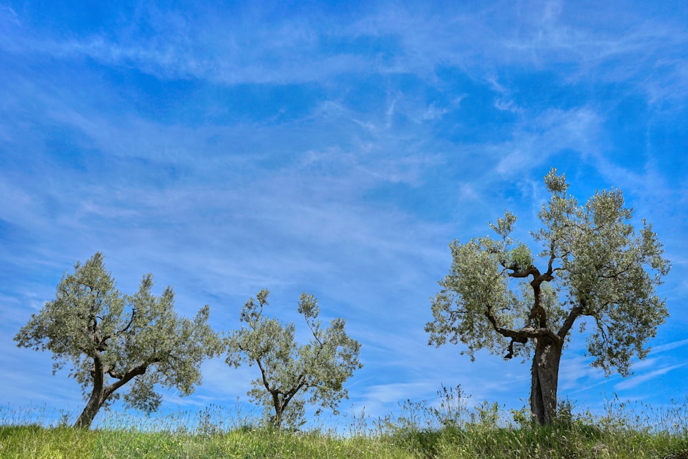 green-leafed trees