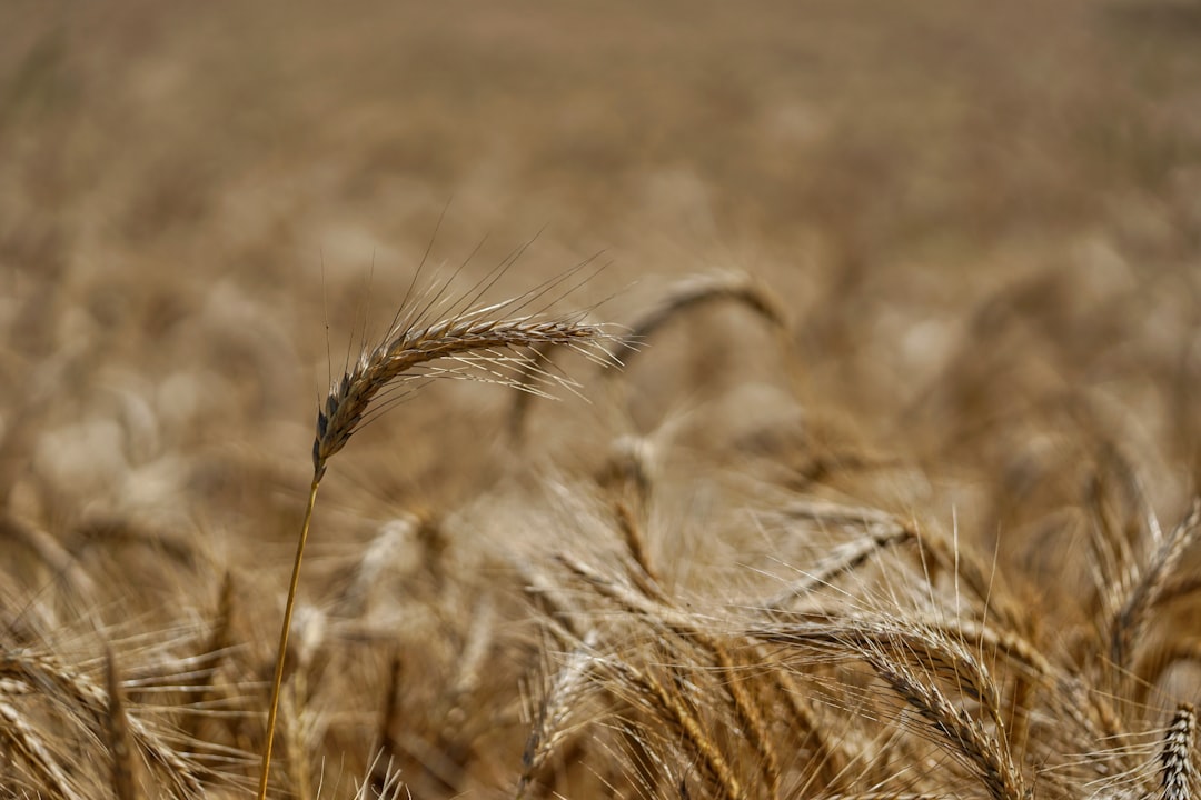 brown wheat