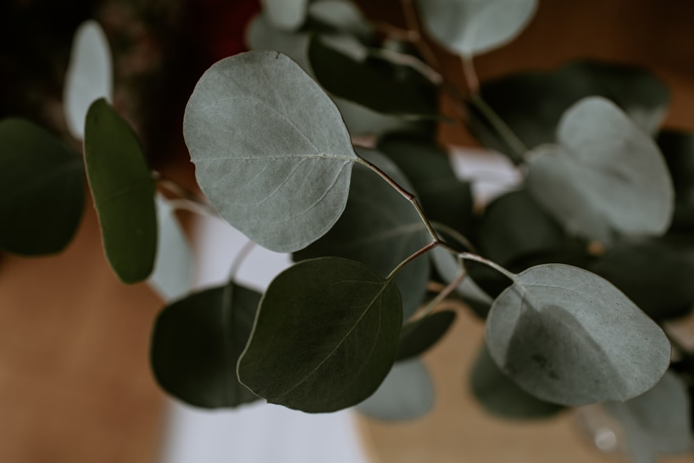 green-leafed plant