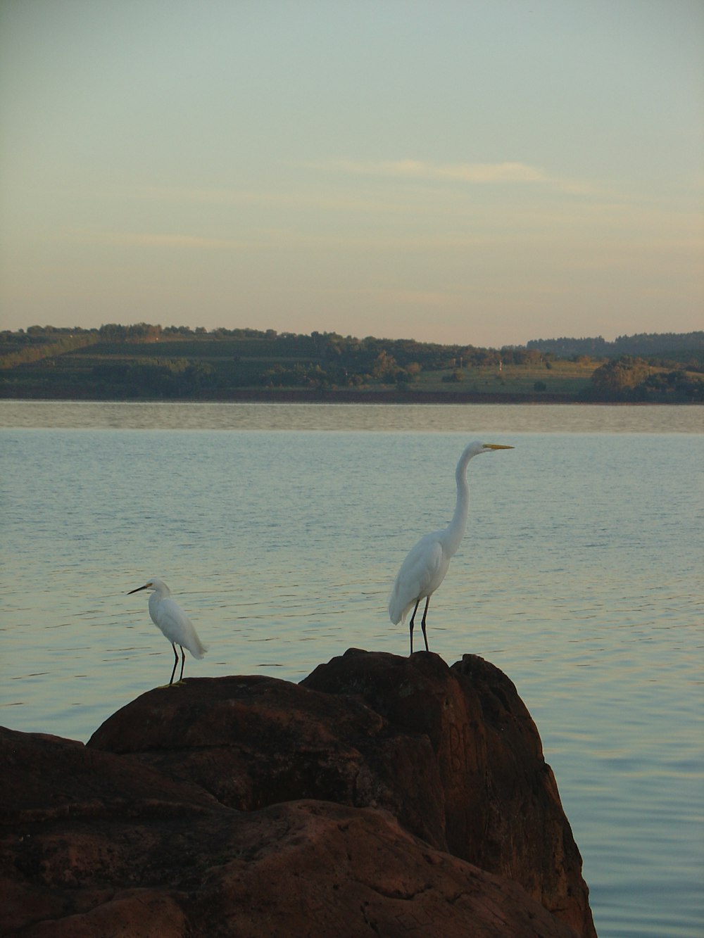 two green birds on rock