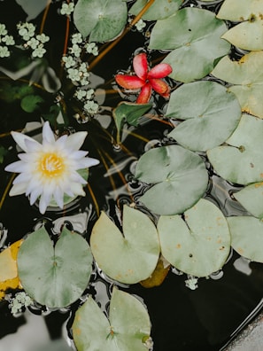white lotus flower