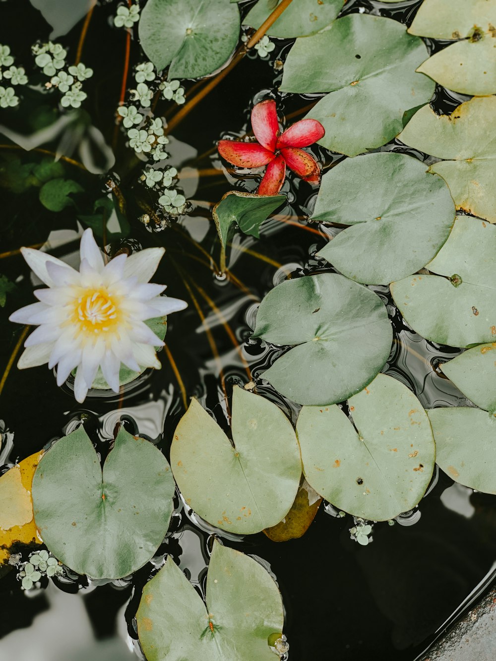 white lotus flower