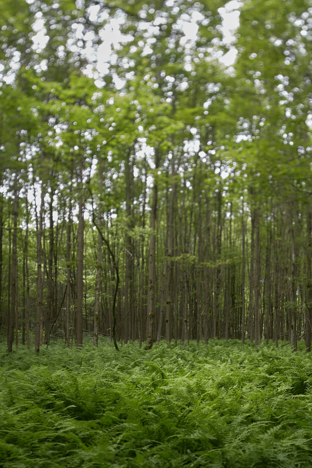 green trees