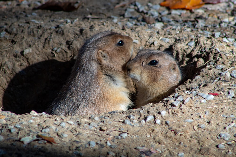 two brown animals