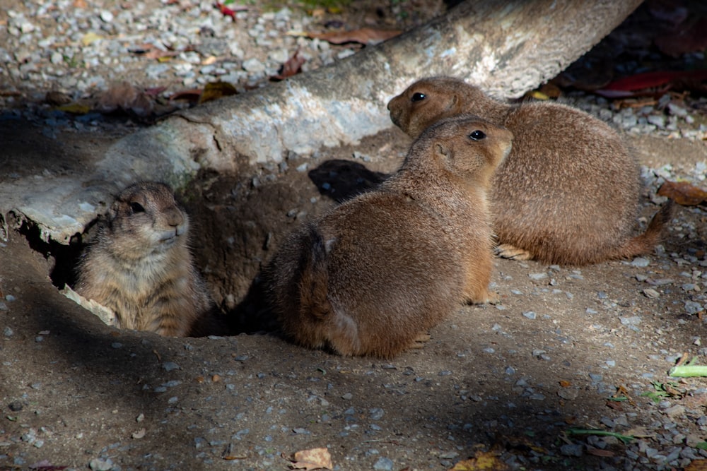 a couple of animals that are sitting in the dirt