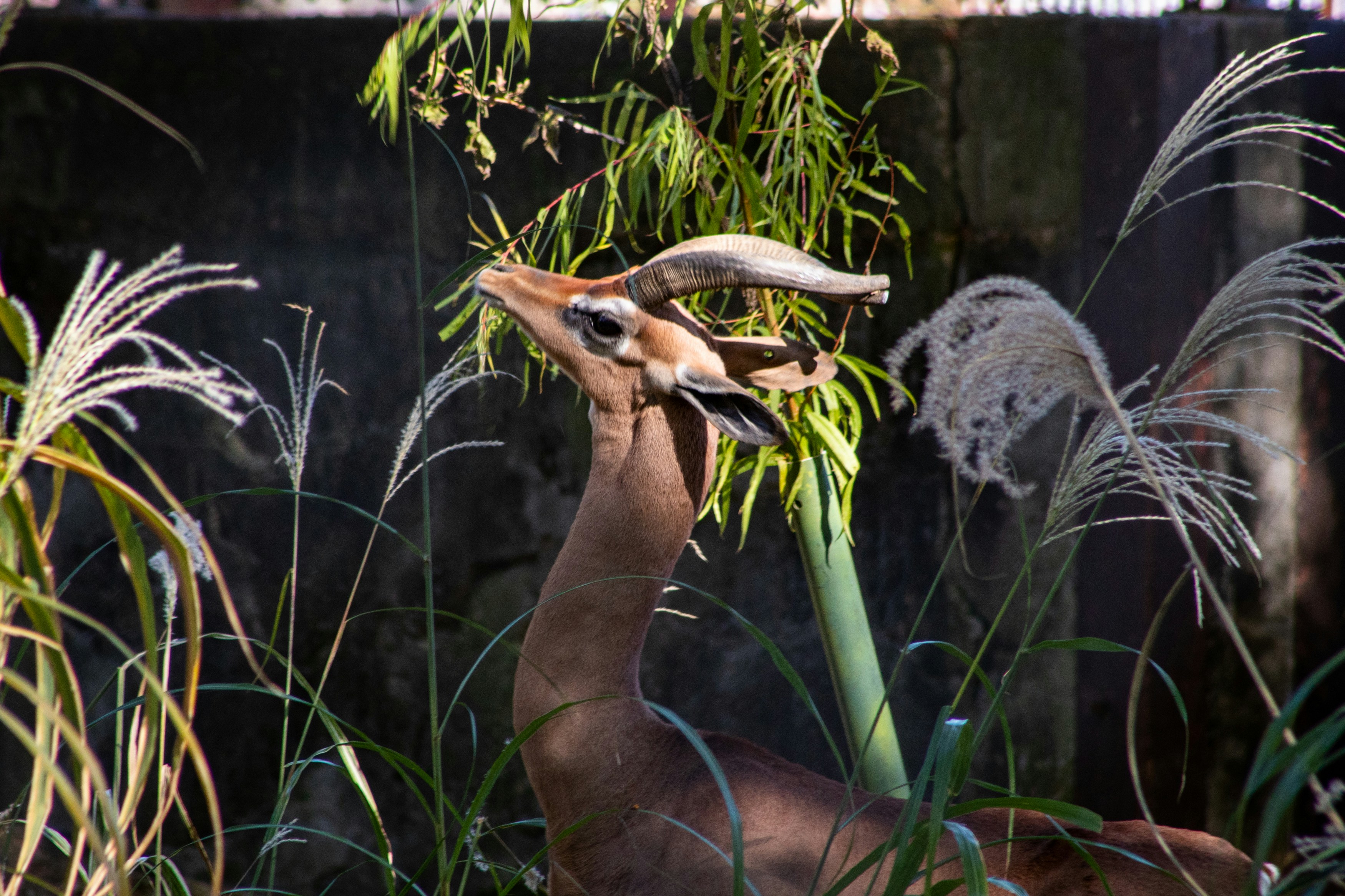 A gerenuk reaching up to get a bite to eat at the Memphis Zoo.