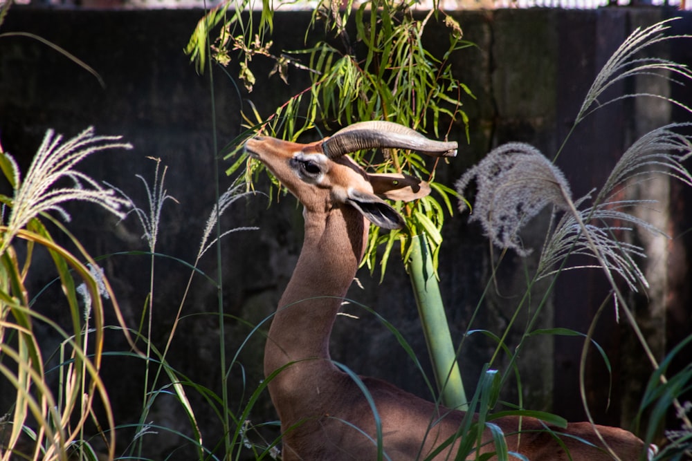 a gazelle standing in tall grass next to a tree