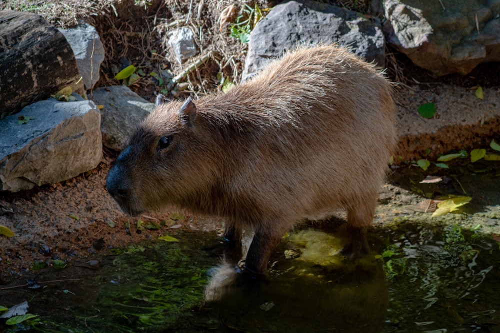a capybara standing in a pool of water