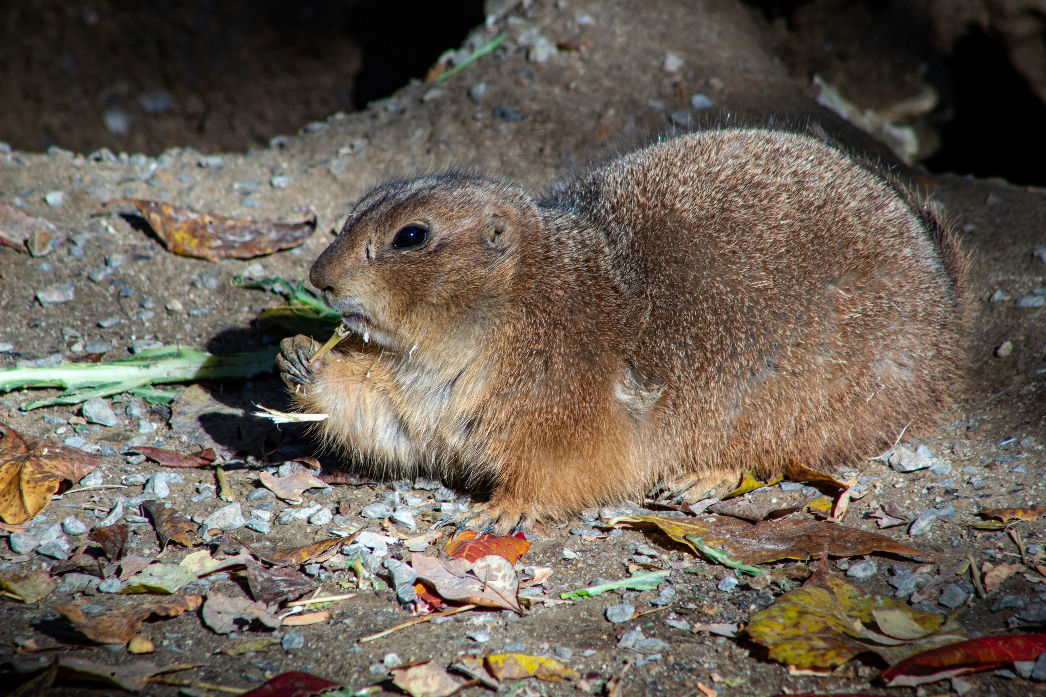 A prairie dog getting a bite of a leaf at the Memphis Zoo.