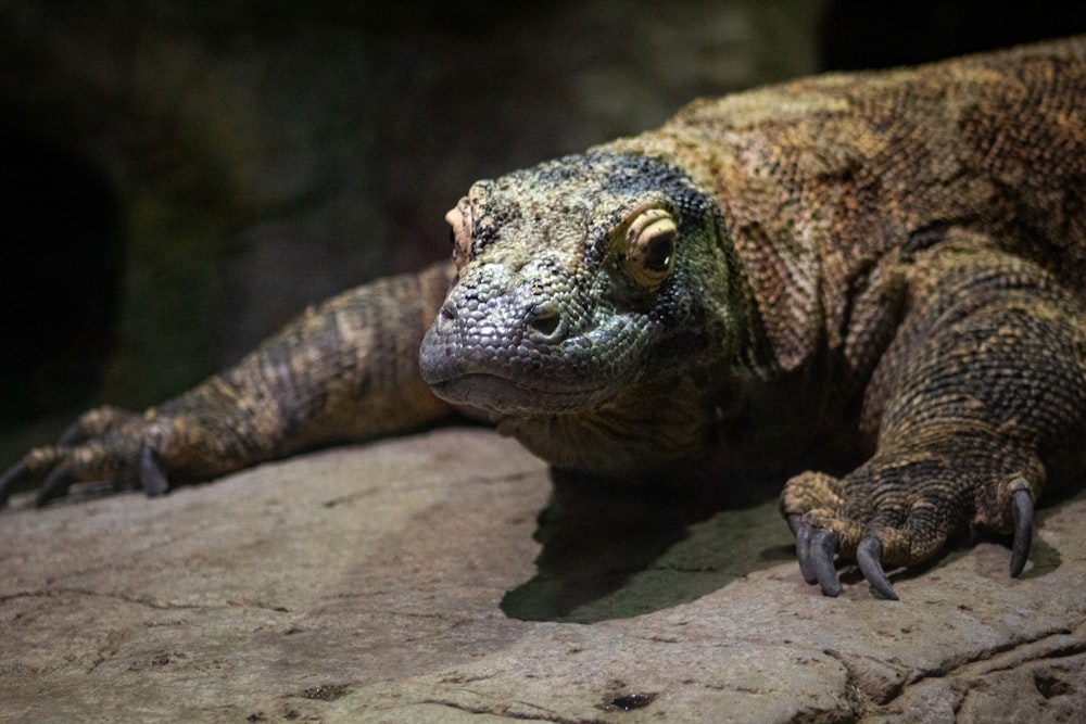 brown comodo dragon