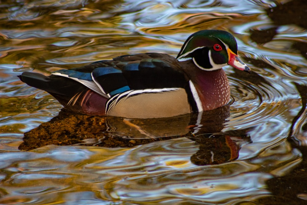 green, brown, and black duck