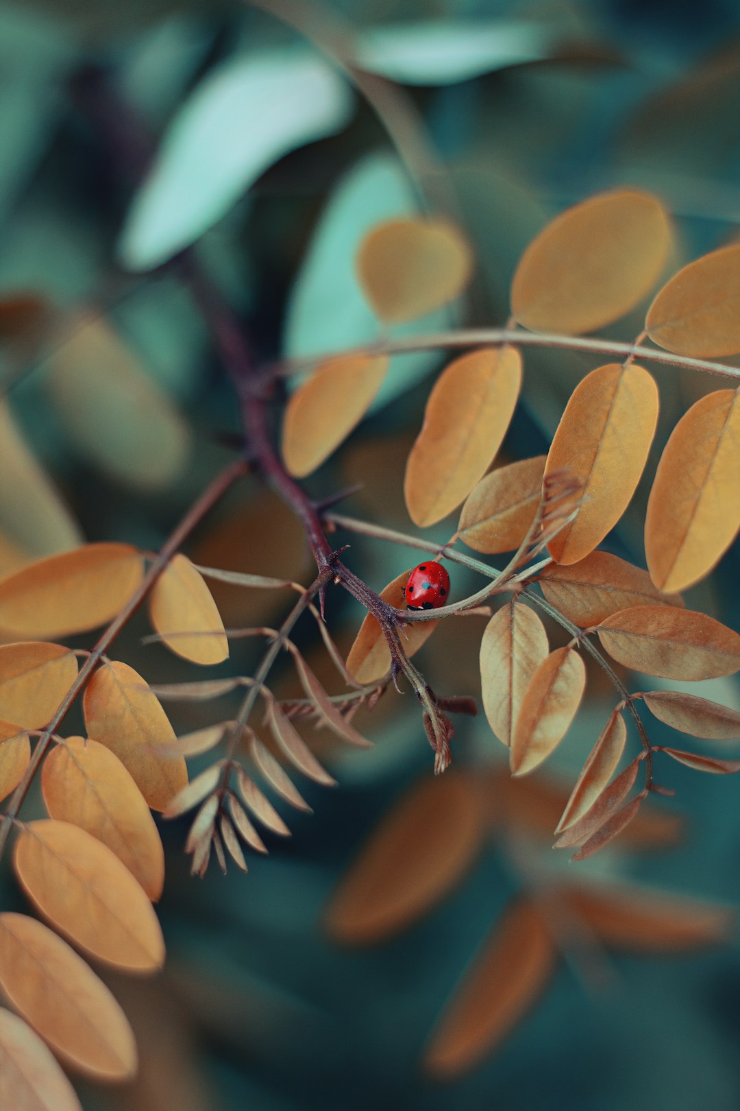 brown-leafed plants