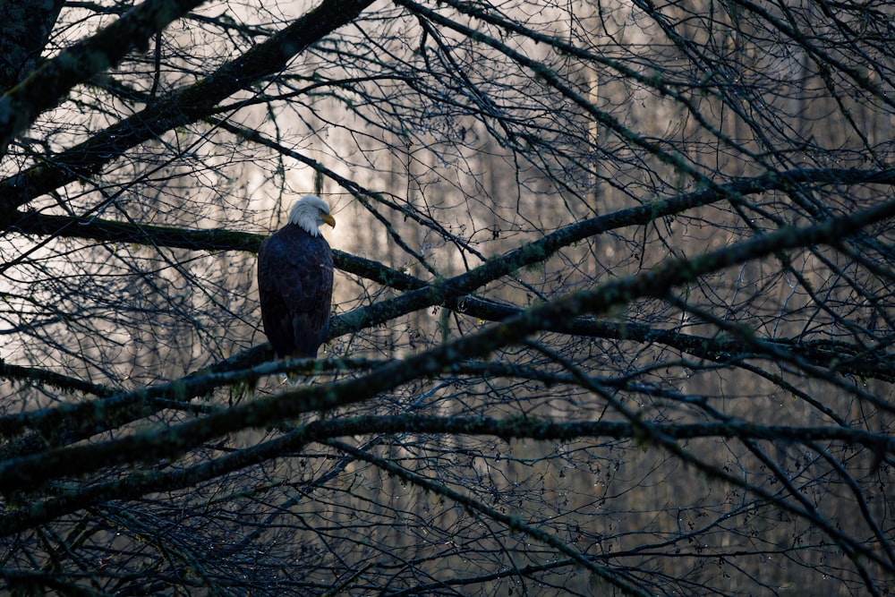 Fotografía de águila calva posada en la rama de un árbol