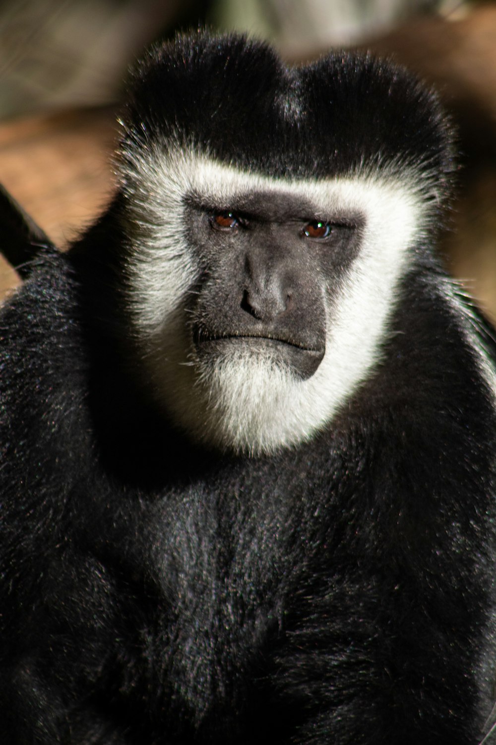 black and white macaque
