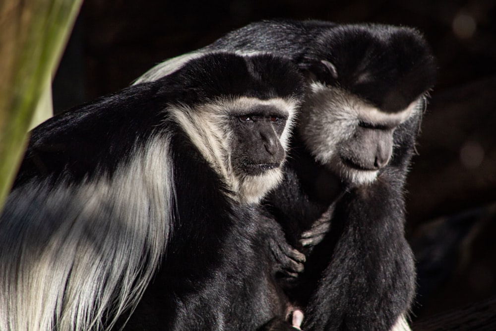 a black and white monkey sitting on top of a tree branch