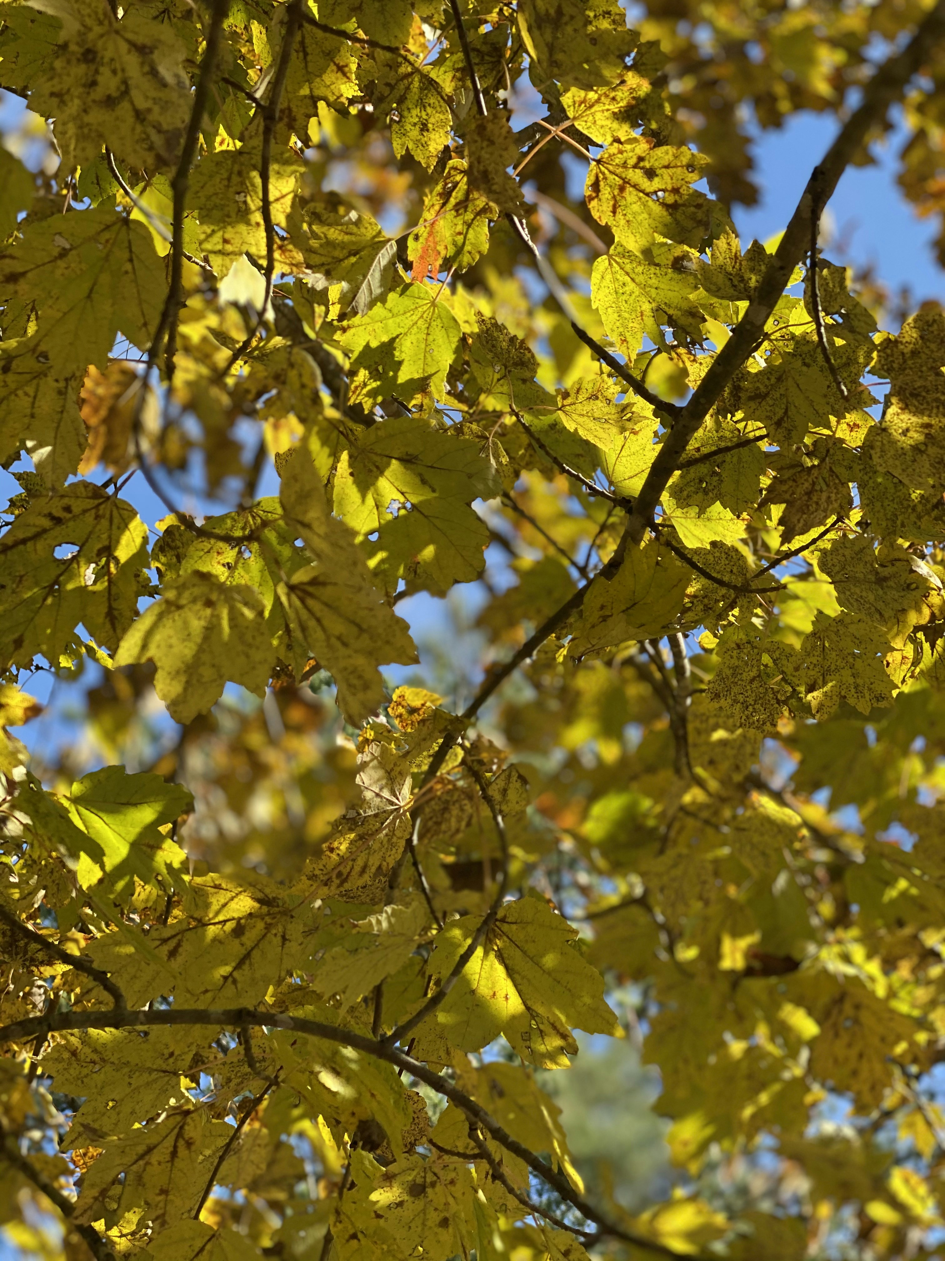 Photo by officialajfrancois