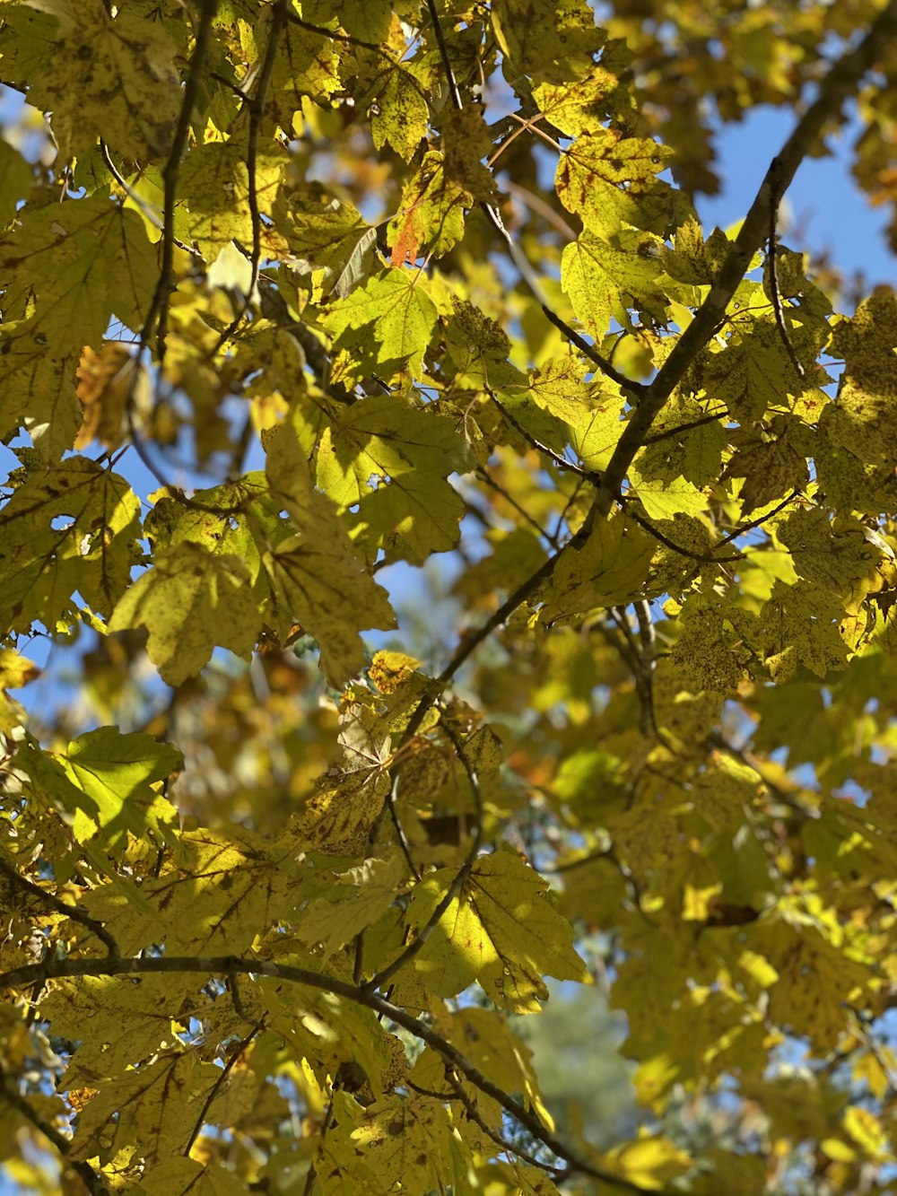 yellow-leafed trees