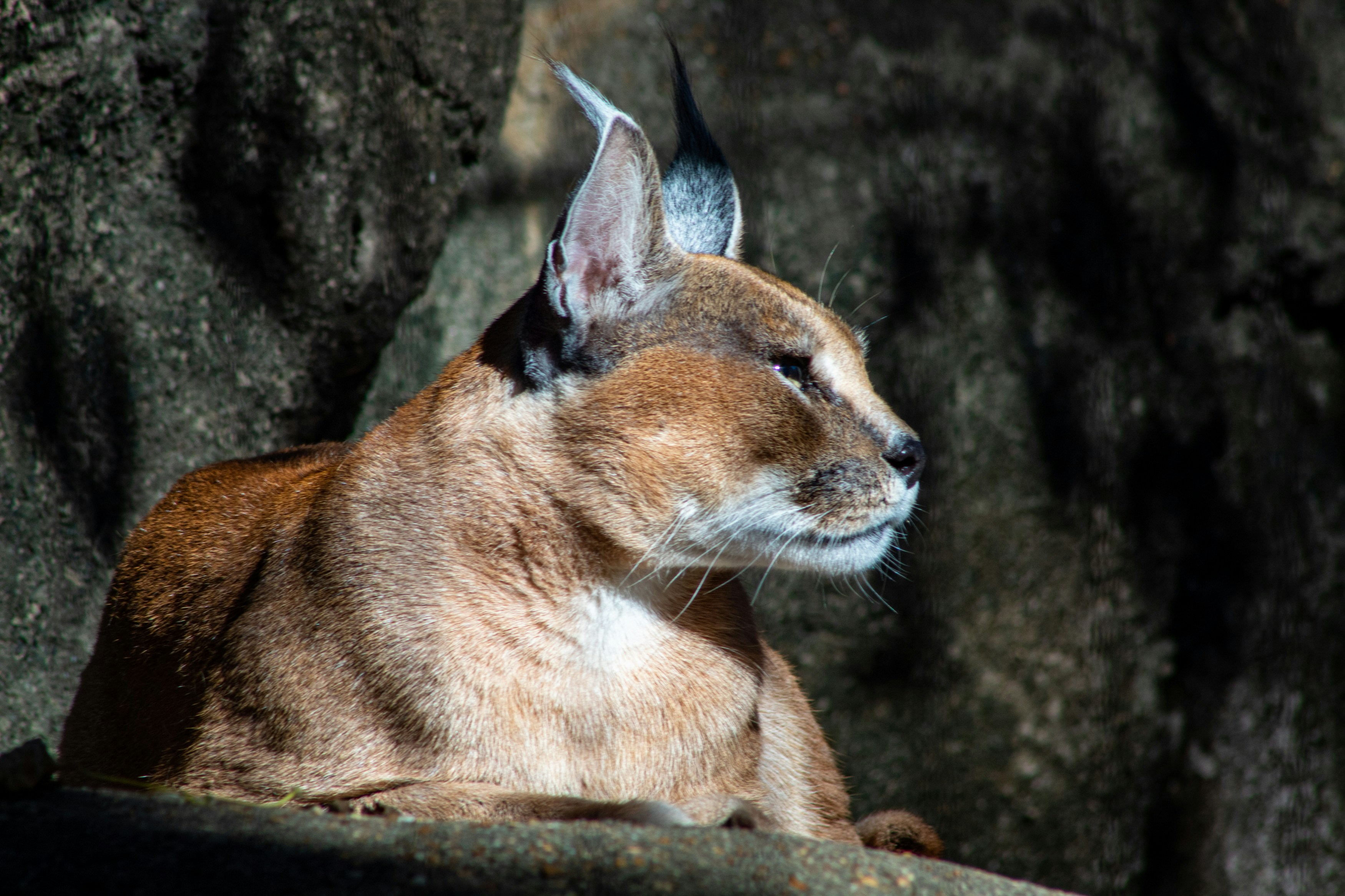 Caracal: The Velvet-Eared Sweetheart (image credits: unsplash)