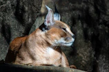 Caracul enjoying a shady spot at Reubens Choice Cape Karoo.