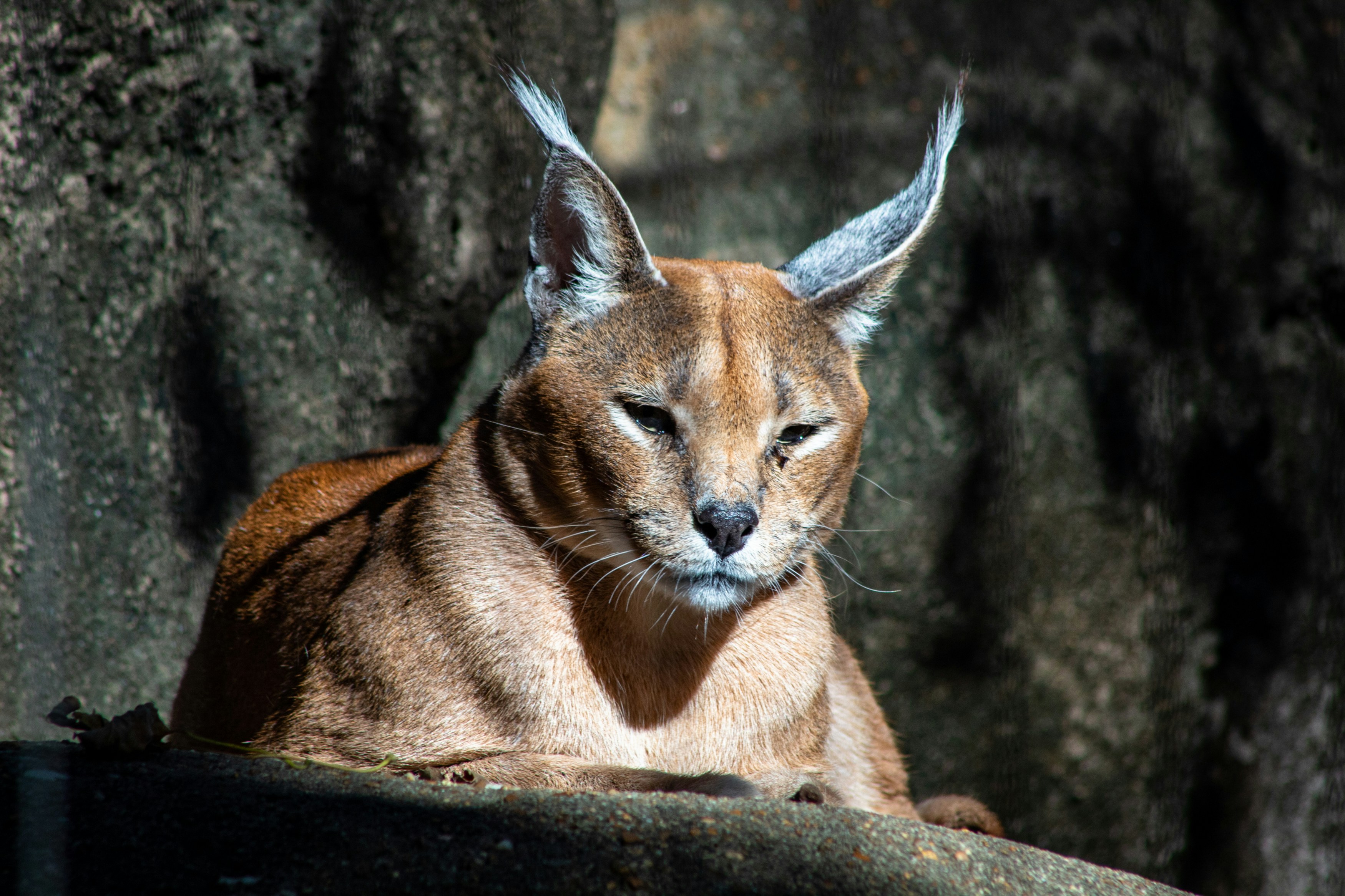 Caracal: The Red Phantom of Cold Steppes (image credits: unsplash)