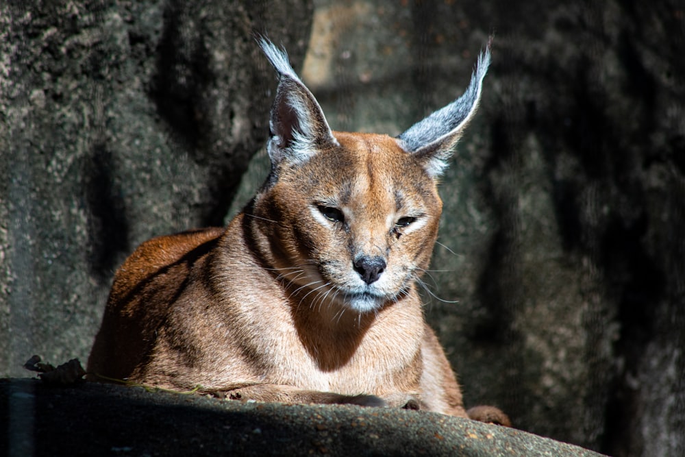 brown big cat