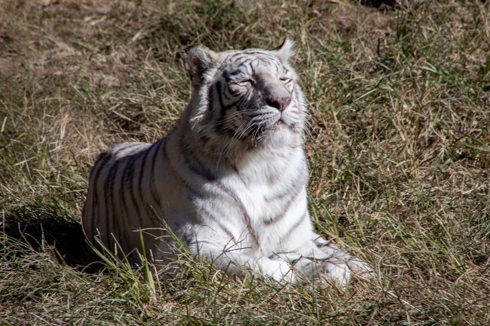 white tiger