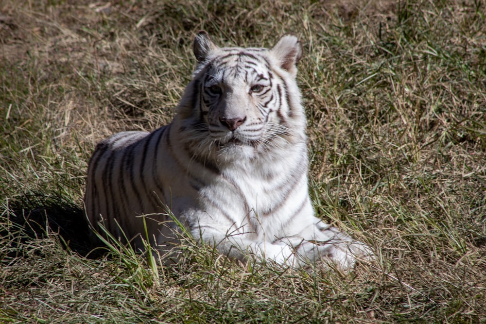 white tiger