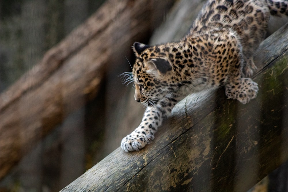 cucciolo di leopardo marrone