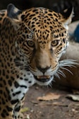A close-up of a leopard’s intense gaze framed by golden grasses.