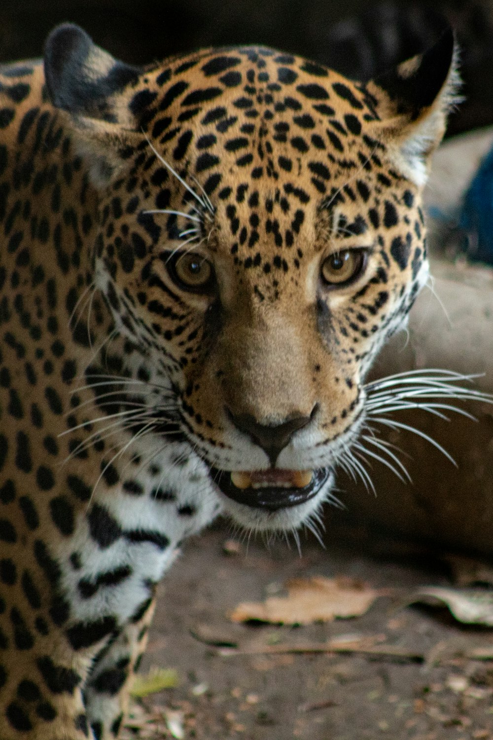 brown leopard