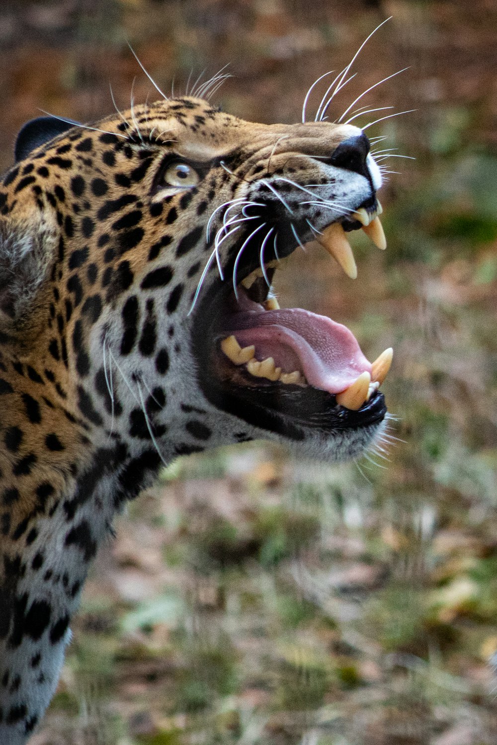 a close up of a leopard with its mouth open