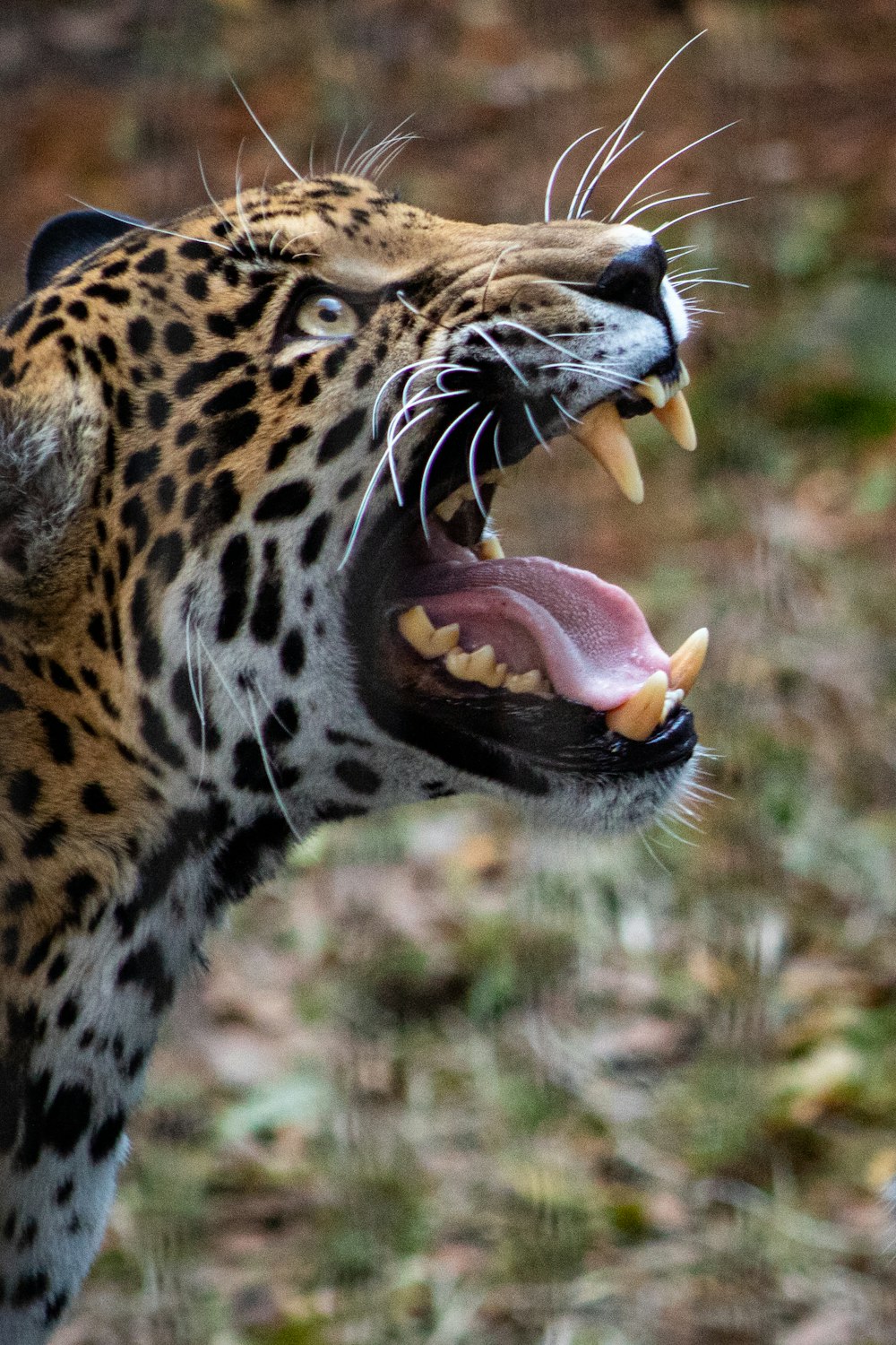 Gros plan d’un léopard avec la gueule ouverte