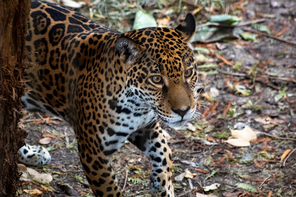 brown leopard