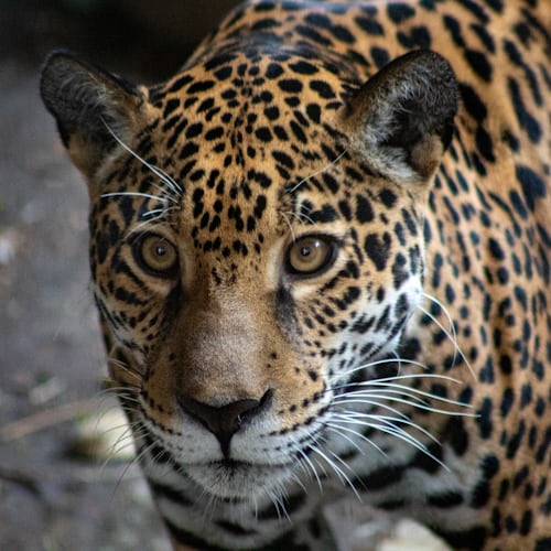 Día Mundial de la Conservación del Jaguar: cosas que no sabías sobre esta importante especie - photo-1577053711785-7cb903e2cb99?ixlib=rb-1.2