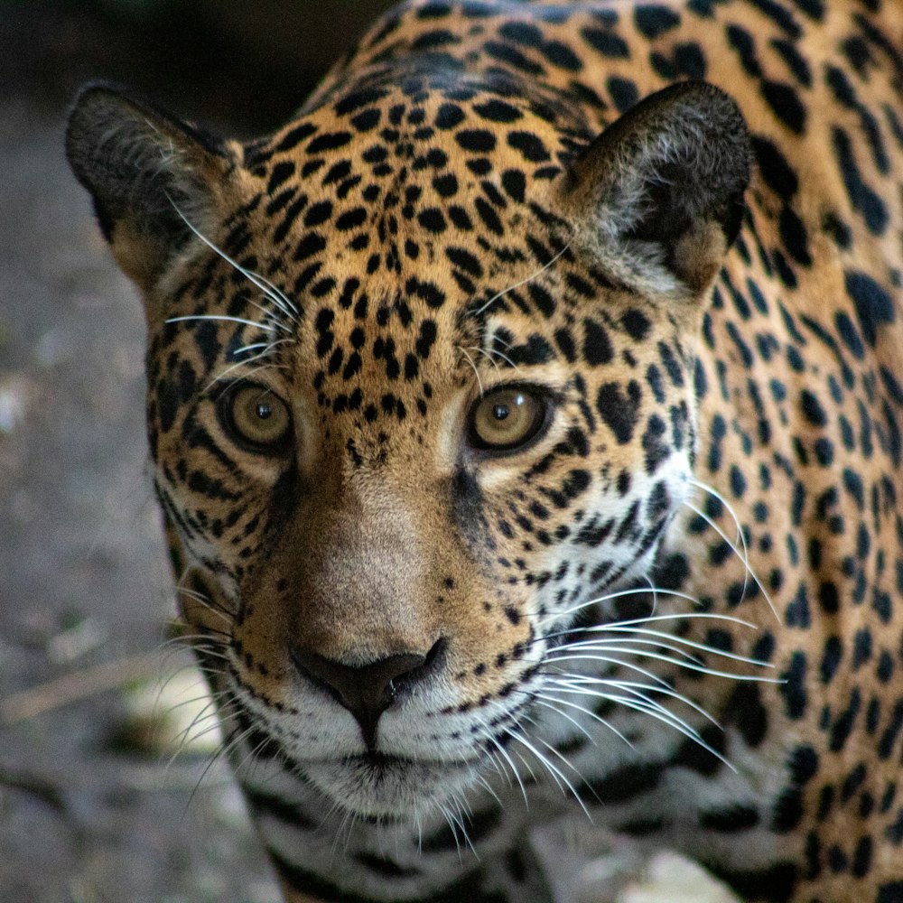 orange leopard