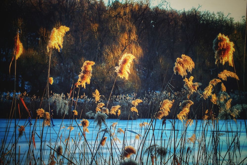 brown flowers