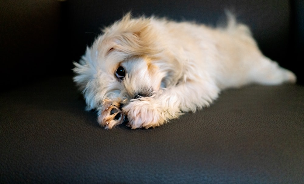 long-coated white and brown dog lying on floor