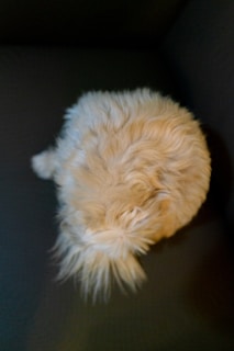 A fluffy, cream-colored dog is curled up on a dark surface. The focus is on the back of the dog, highlighting its soft fur, and the overall appearance is cozy.