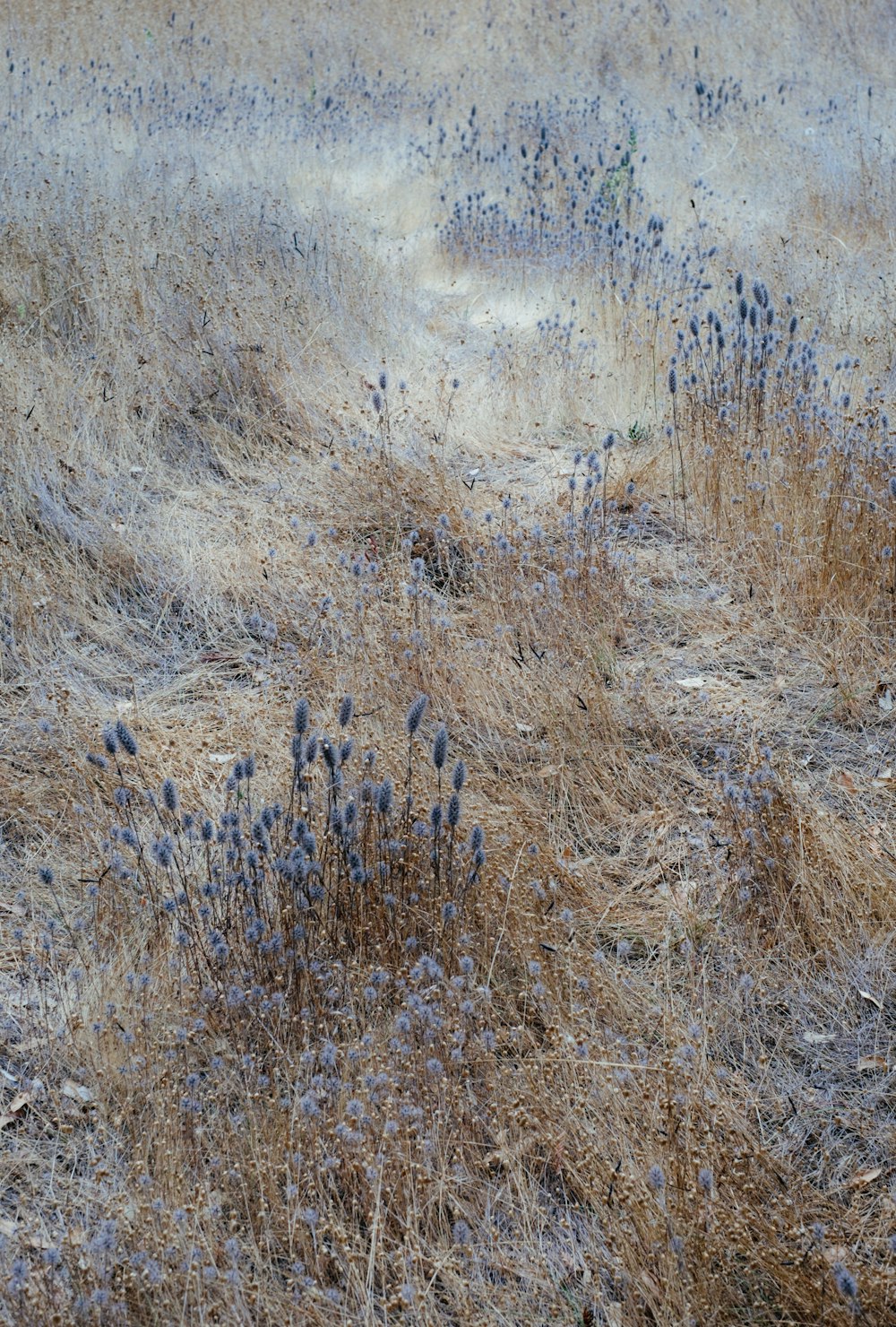 blue-petaled flowers