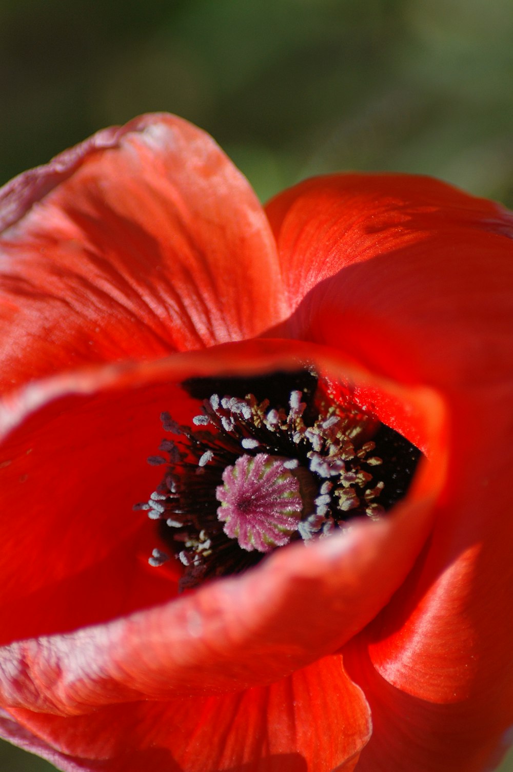 orangeblättrige Blume