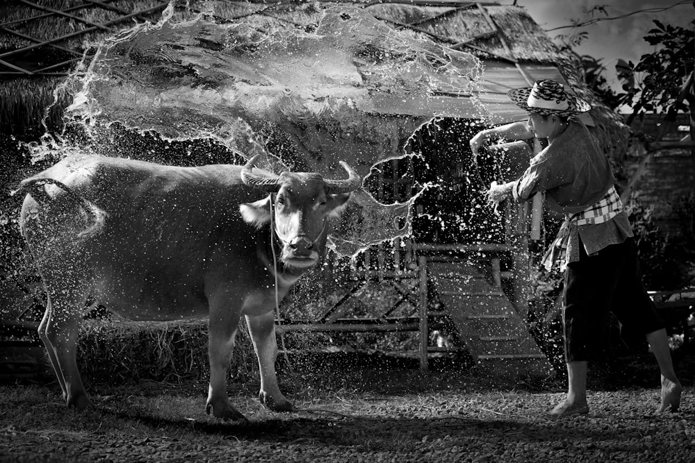 grayscale photography of cow