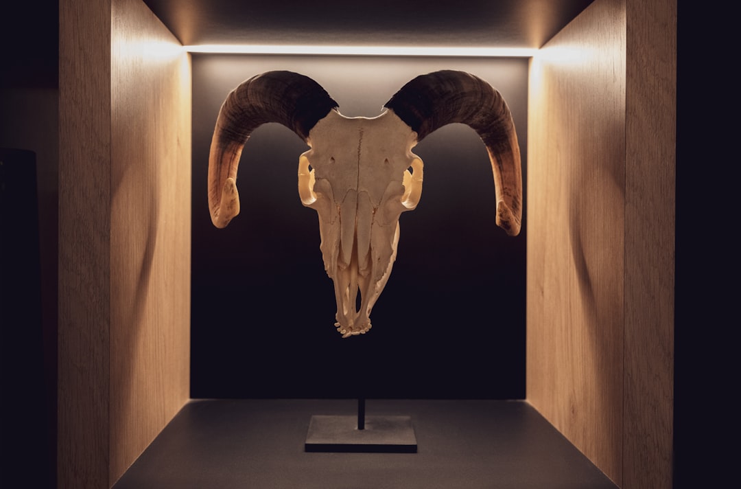bull skull decor