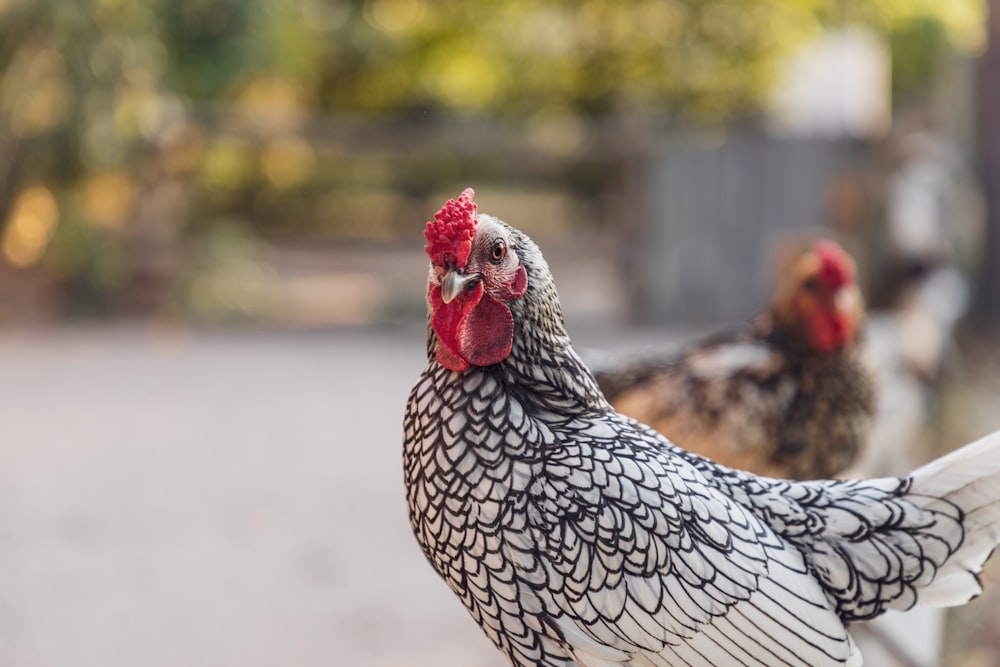 black and white hen