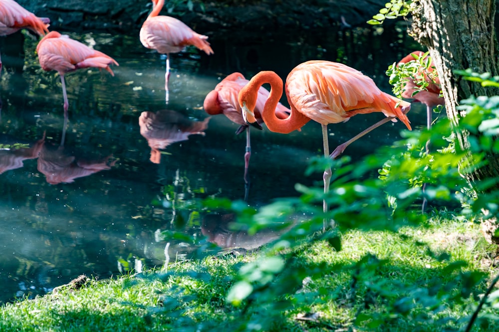 several flamingos