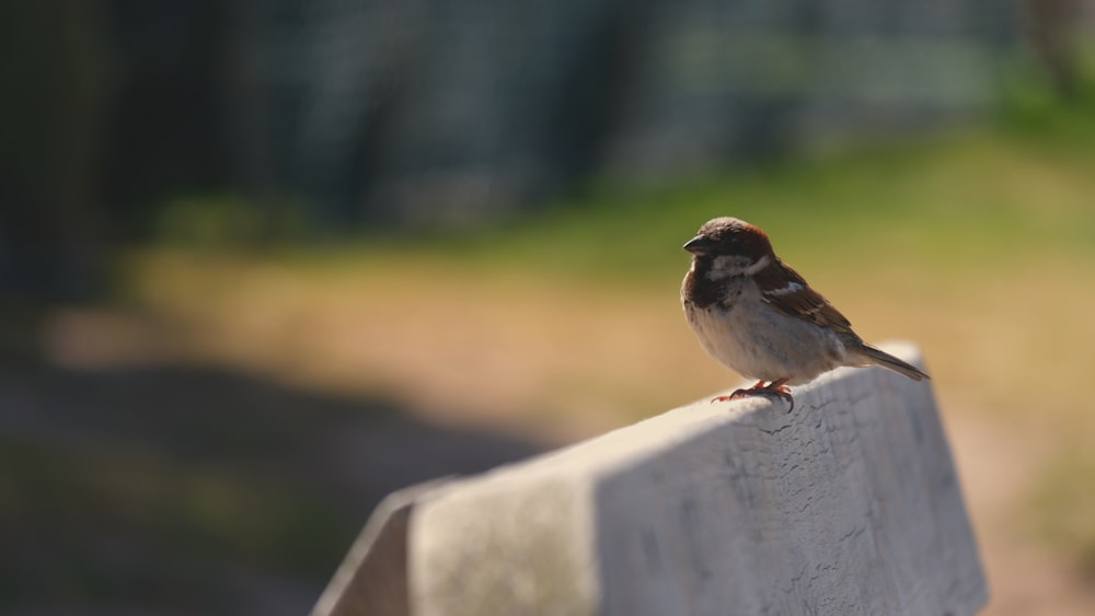 brown and gray bird