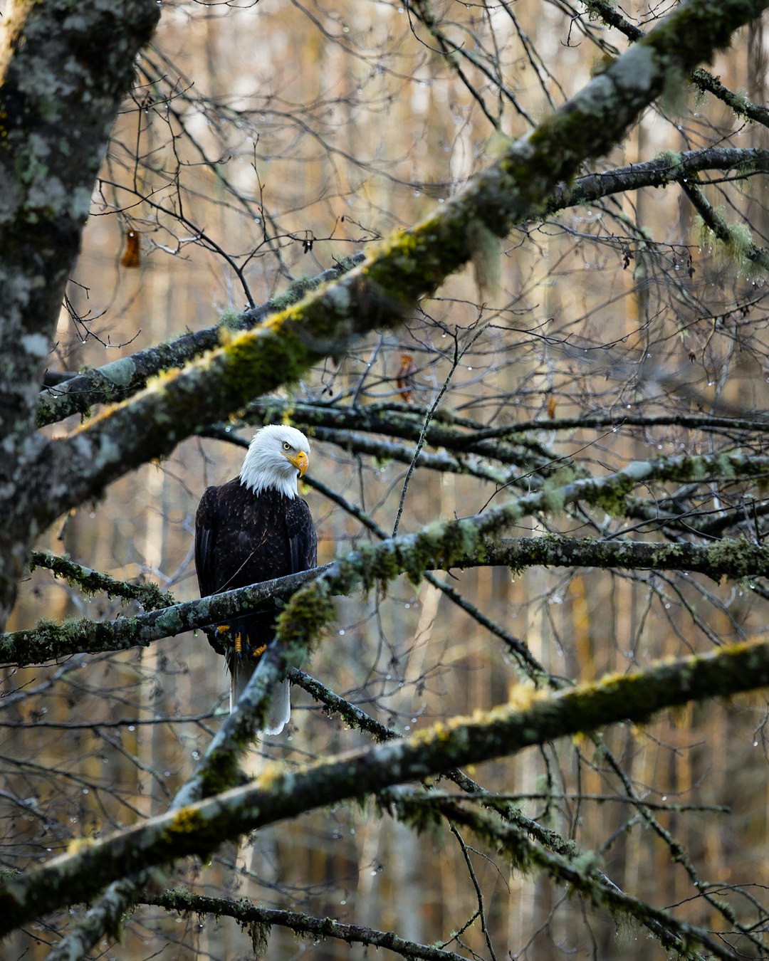 Wildlife photo spot Squamish Sechelt